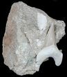 Otodus Shark Tooth Fossil - Eocene #56440-1